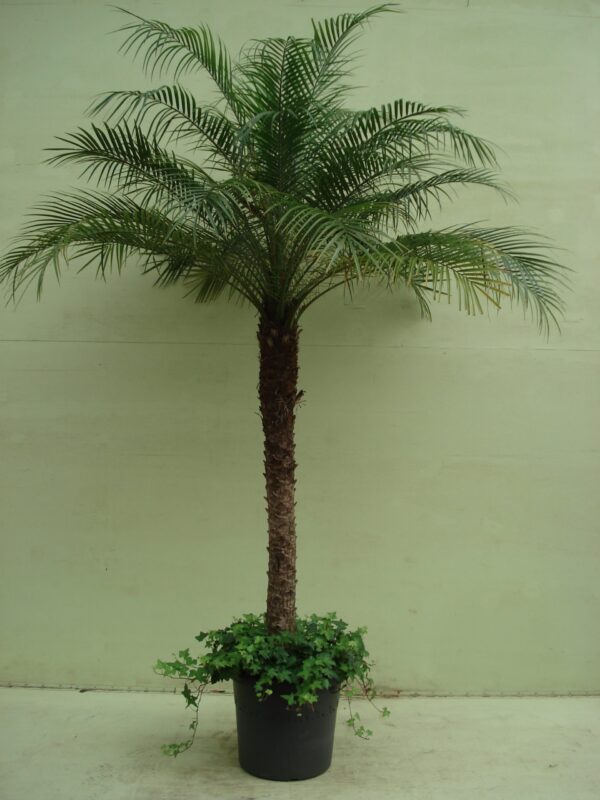 Phoenix Roebelinii ca. 200 m met hedera potmaat 1