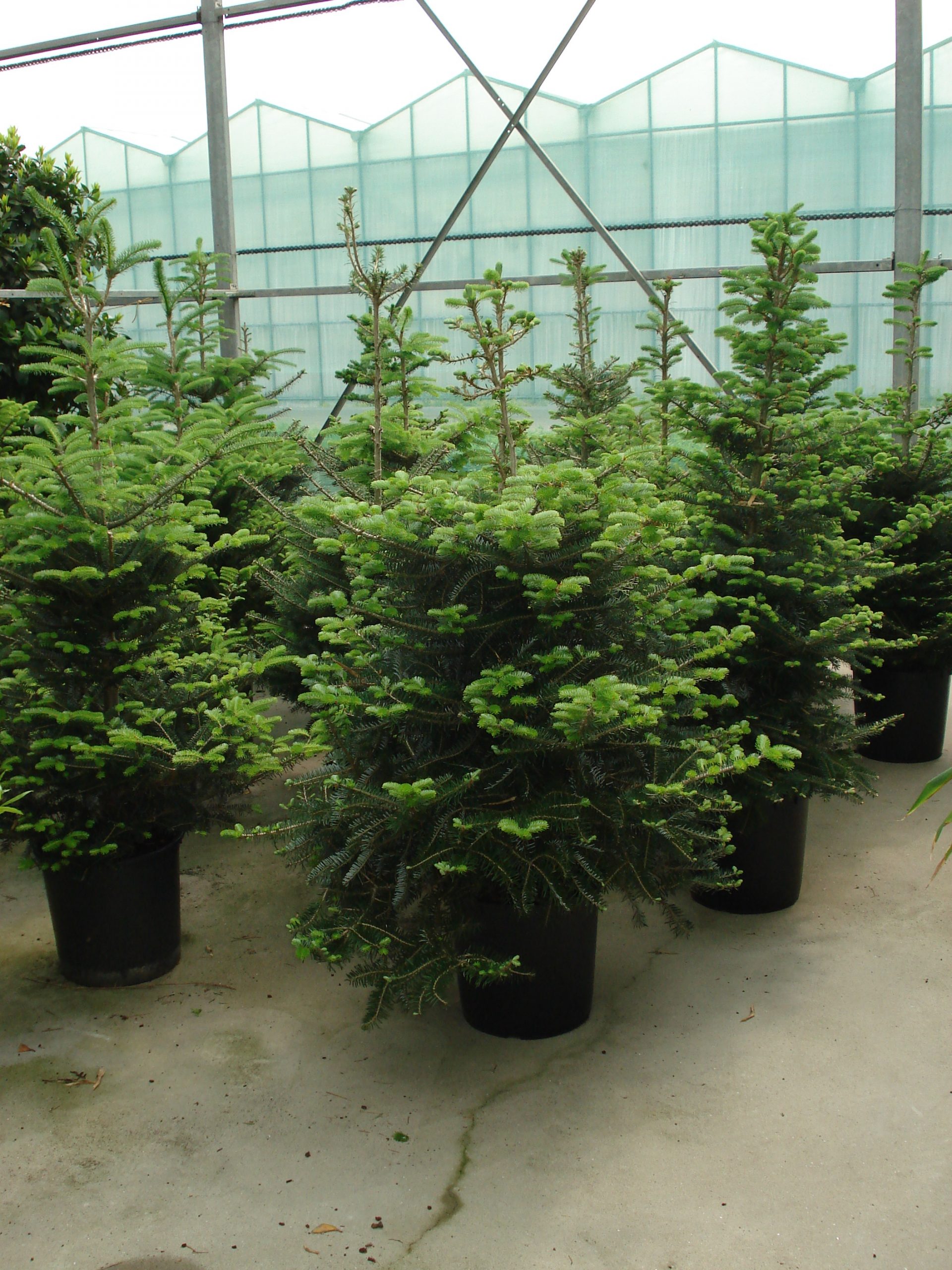 Foto van Denneboom Nordman ca.2.00 m  gezaagd