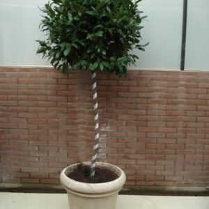 Sierlint voor b.v. Laurier bol