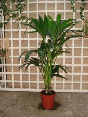 1342_Kentia_Palm_ca_1_75_m_Potmaat_1_27_cm_incl_terra_overpot_38_cm
