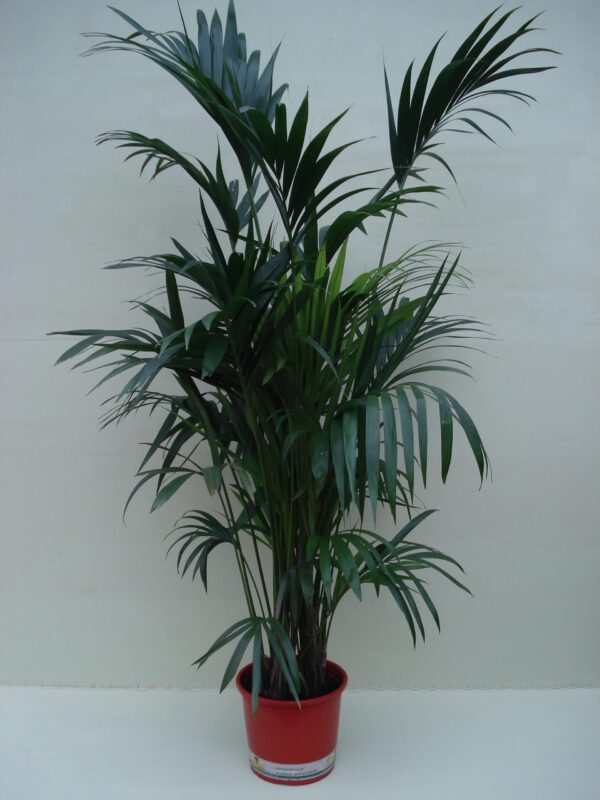 Kentia Palm ca. 1.75 m Potmaat 1