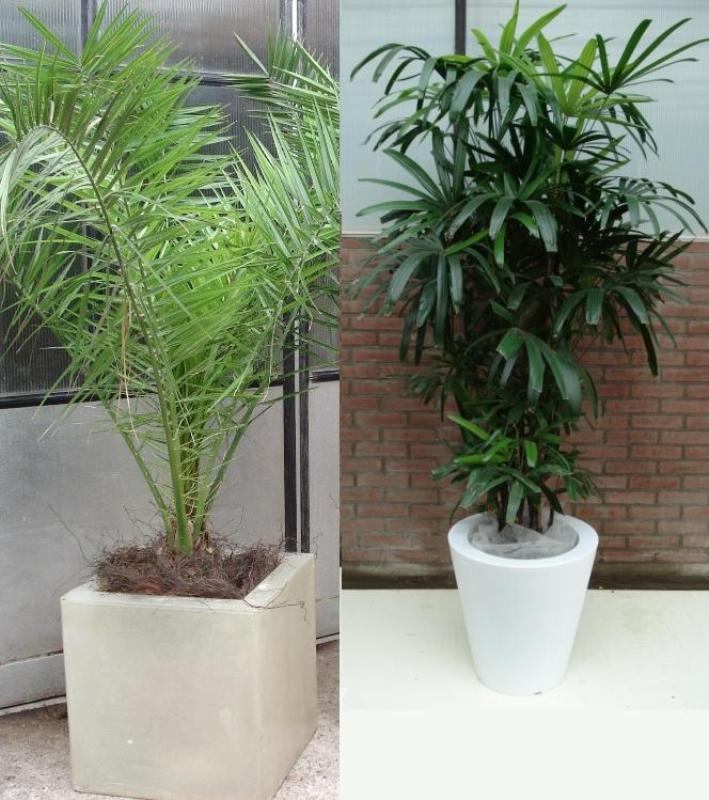 179_Potten_afgewerkt_met_vliesdoek_wit_cr_me_ Foto van Potten afgewerkt met vliesdoek (wit/crème)