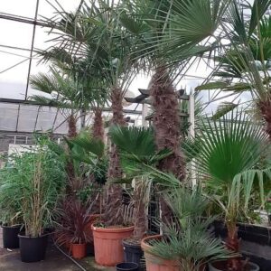TrachyCarpus Fortunei – 3m50