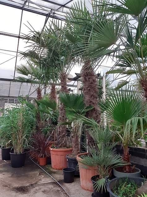 TrachyCarpus Fortunei – 3m50