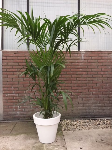 2253_Kentia_Palm_ca_1_75_m_Potmaat_1_27_cm_incl_terra_overpot_38_cm
