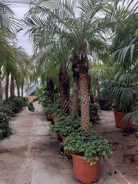 2305_roebelinii 2m webs Roebelinii