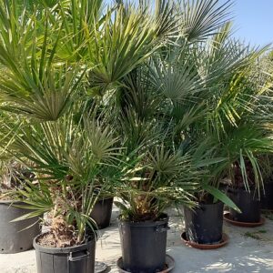 Chamaerops Humilis
