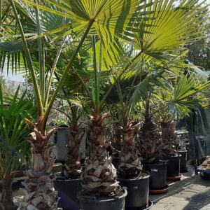 Washingtonia Robusta - 2m20