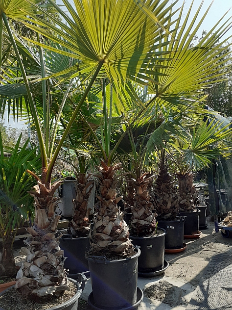 2306__Washingtonia_Robusta 2m20 webs Robusta 2m20