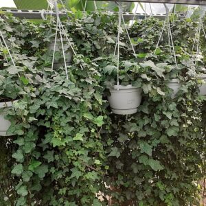 Hangplant - Hedera
