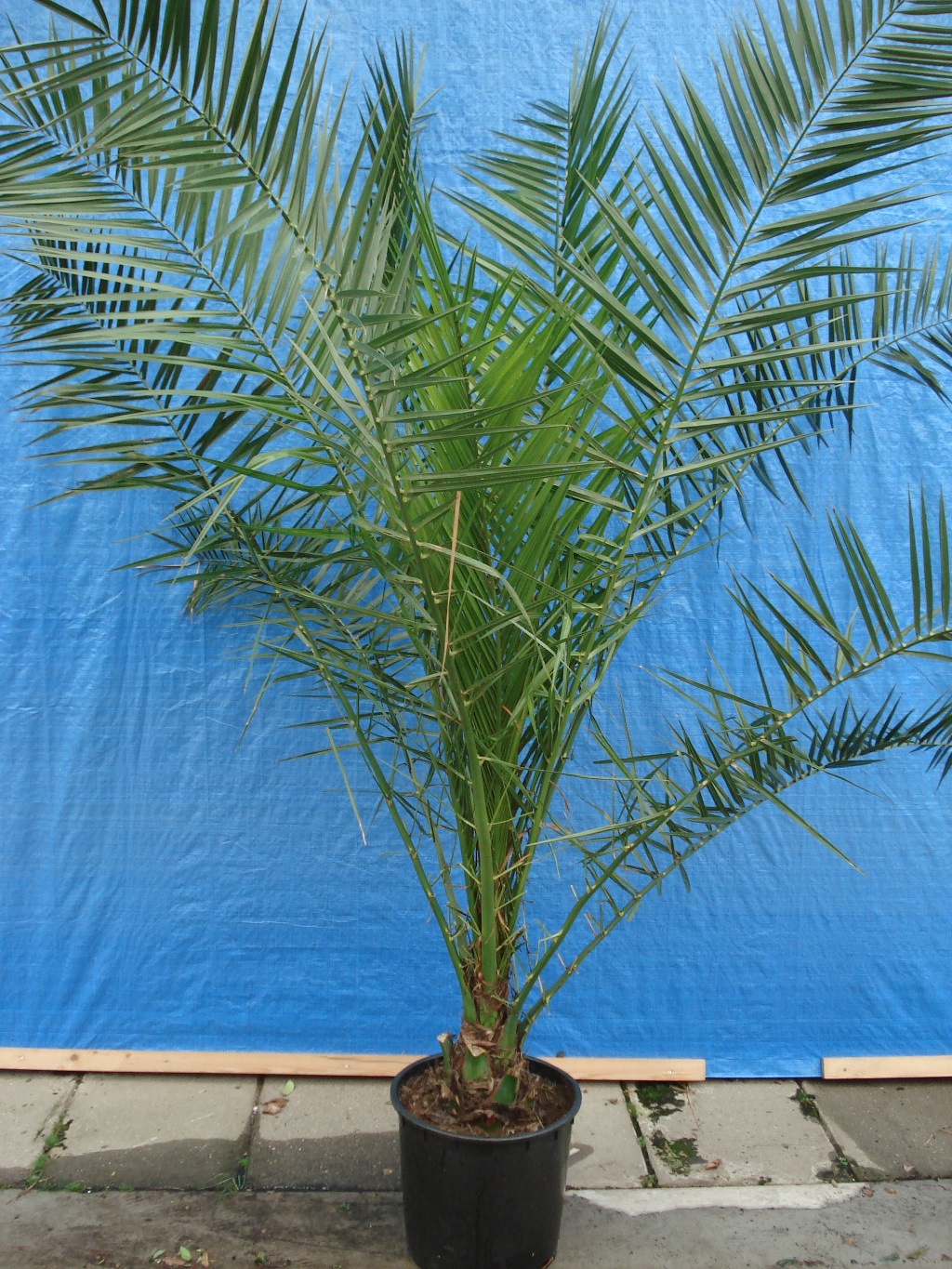 230_Phoenix_Canari_nsis_ca_2_00_m_potmaat_1_37_40cm_pot