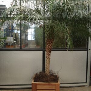 Phoenix Roebelinii ca. 250 m potmaat 3 met hedera