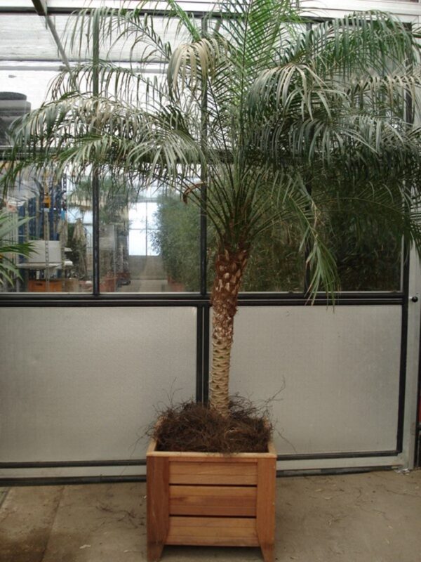 Phoenix Roebelinii ca. 250 m potmaat 3 met hedera