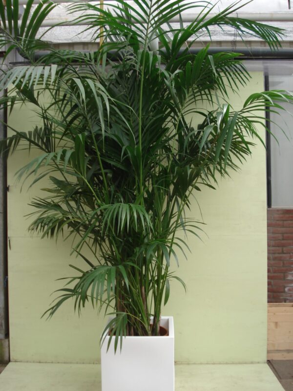 Kentia Palm ca. 3.75 m potmaat 3