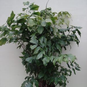 Caryota Mitis (Jungle plant) ca. 1.75m - potmaat 2