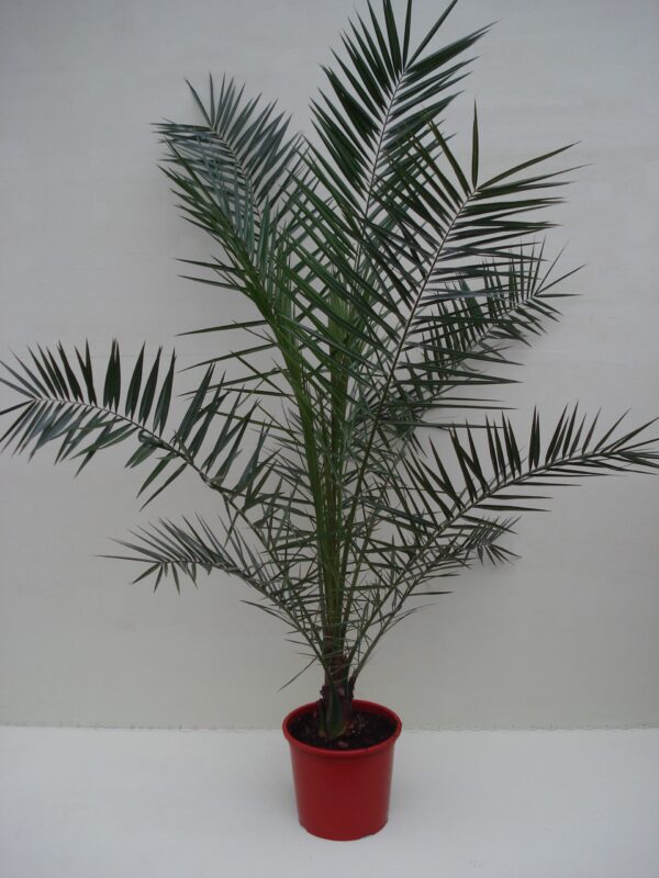 Phoenix Canariënsis ca. 220 m potmaat 1