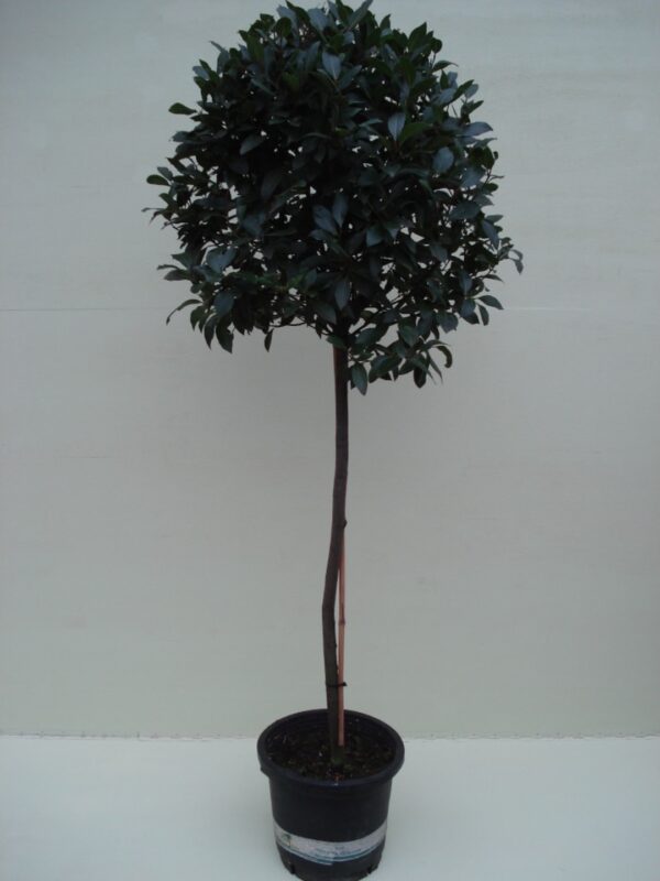 Laurier (Bol 70cm. op stam) ca. 2.00 m potmaat 1