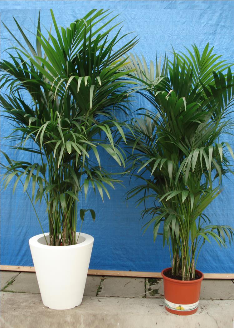 47_Kentia_Palm_ca_1_75_m_Potmaat_1_27_cm_incl_terra_overpot_38_cm