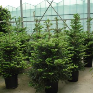 Denneboom Nordman ca.2.20 m gezaagd
