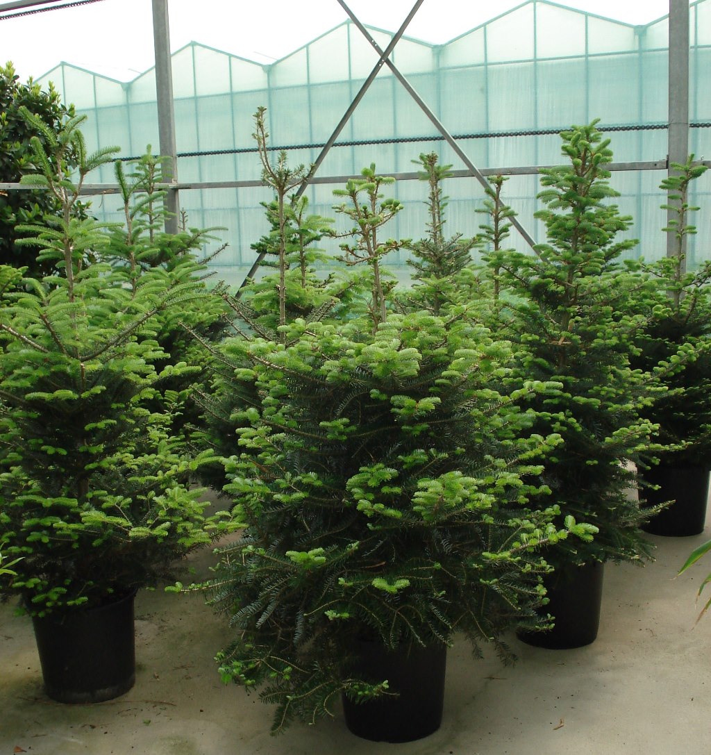 Foto van Denneboom Nordman ca.2.20 m gezaagd