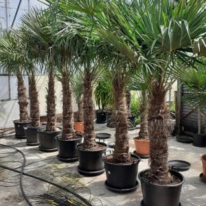TrachyCarpus Fortunei - 2m50
