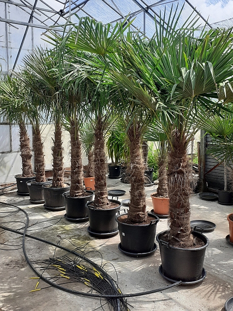 TrachyCarpus Fortunei - 2m50