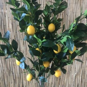 Kunst Citrus - Citroen boompje