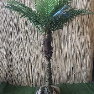 Kunst Roebelinii in pot ca. 1m80