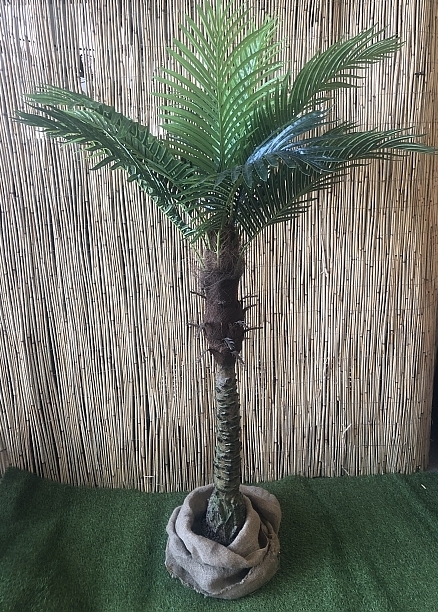 roebelinii_4081_webs Kunst Roebelinii