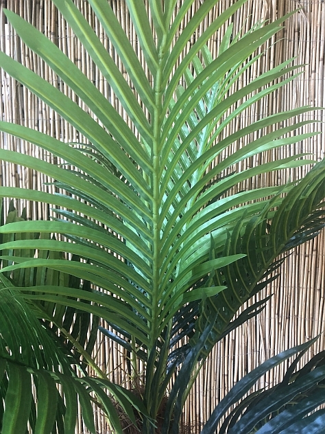 roebelinii_blad_4079_webs