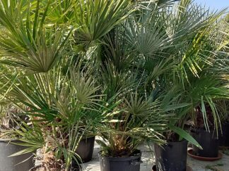 Chamaerops Humilis