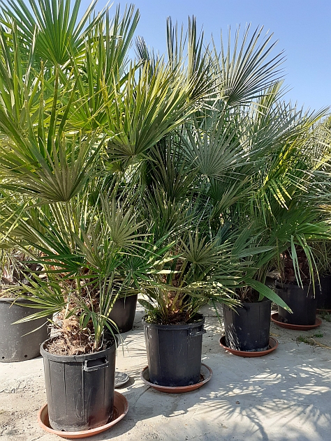 Chamaerops Humilis