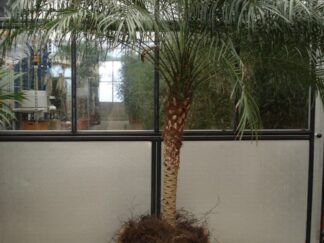 Foto van Phoenix Roebelinii ca. 250 m potmaat 3