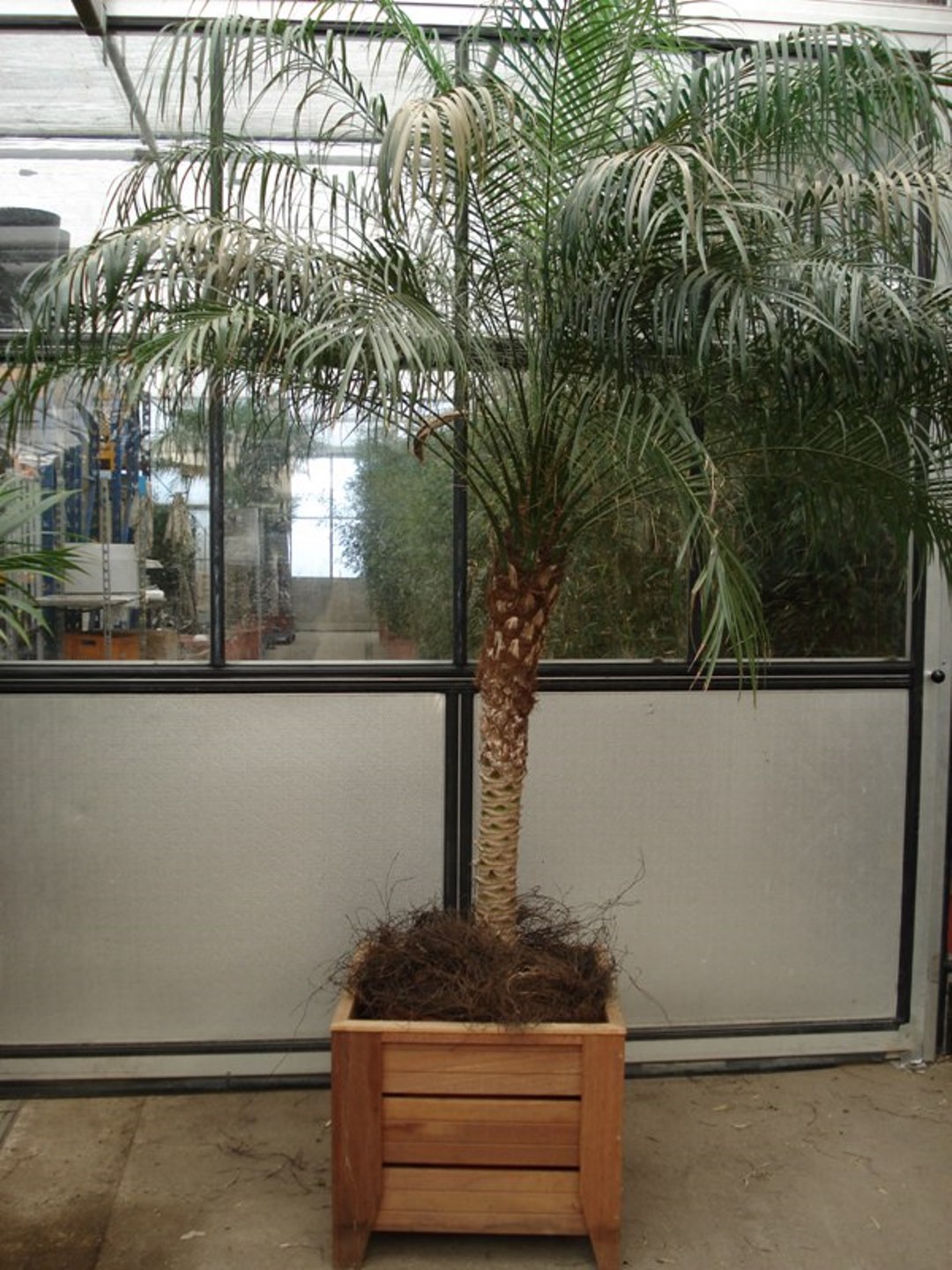 Foto van Phoenix Roebelinii ca. 250 m potmaat 3