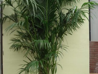 Foto van Kentia Palm ca. 375 m potmaat 3