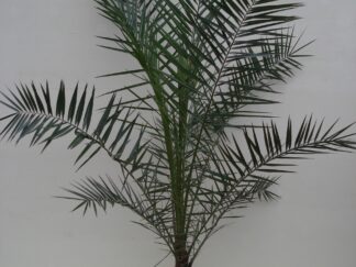 Foto van Phoenix Canariënsis ca. 200 m potmaat 1