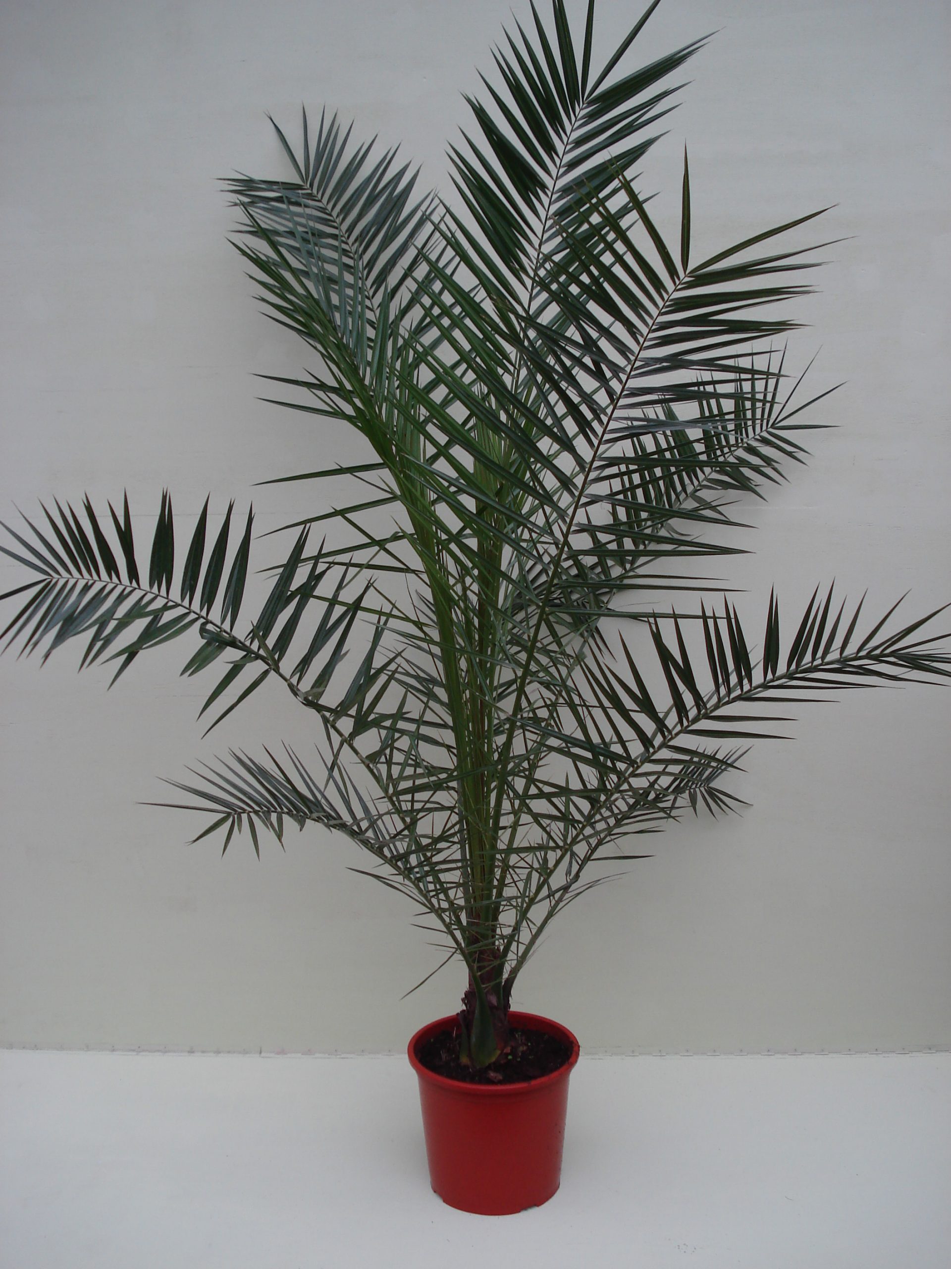 Foto van Phoenix Canariënsis ca. 200 m potmaat 1