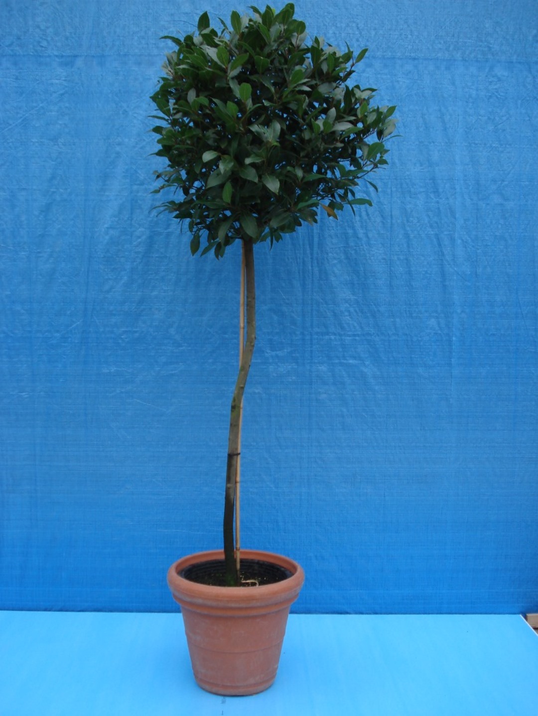 Laurier (Bol 70cm. op stam) ca. 2.00 m potmaat 1 - Afbeelding 2