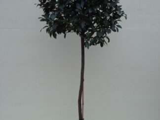 Laurier (Bol 70cm. op stam) ca. 2.00 m potmaat 1