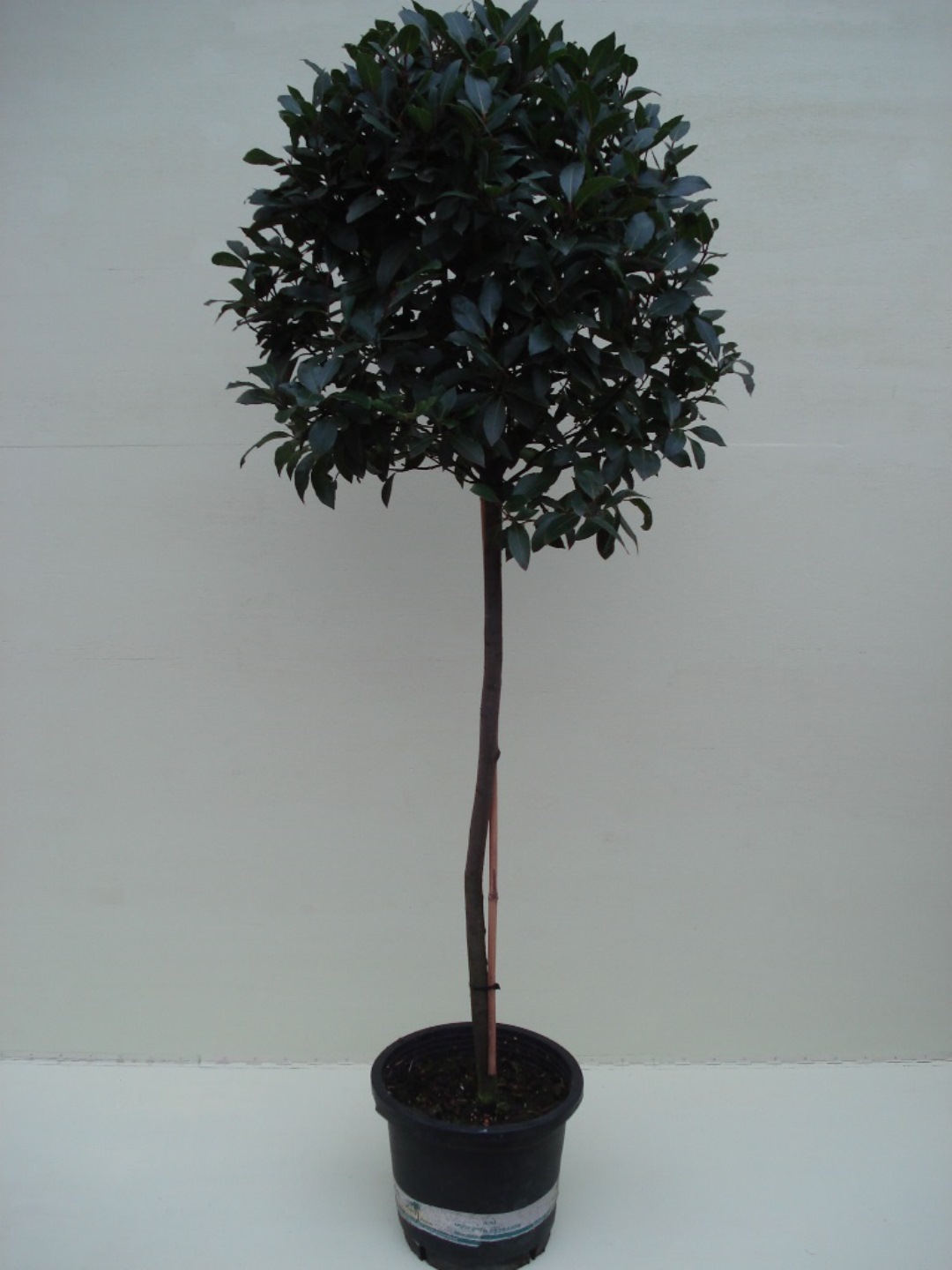 Laurier (Bol 70cm. op stam) ca. 2.00 m potmaat 1