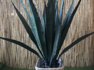 Kunst Agave