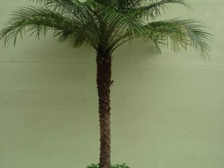 Phoenix Roebelinii ca. 200 m met hedera potmaat 1