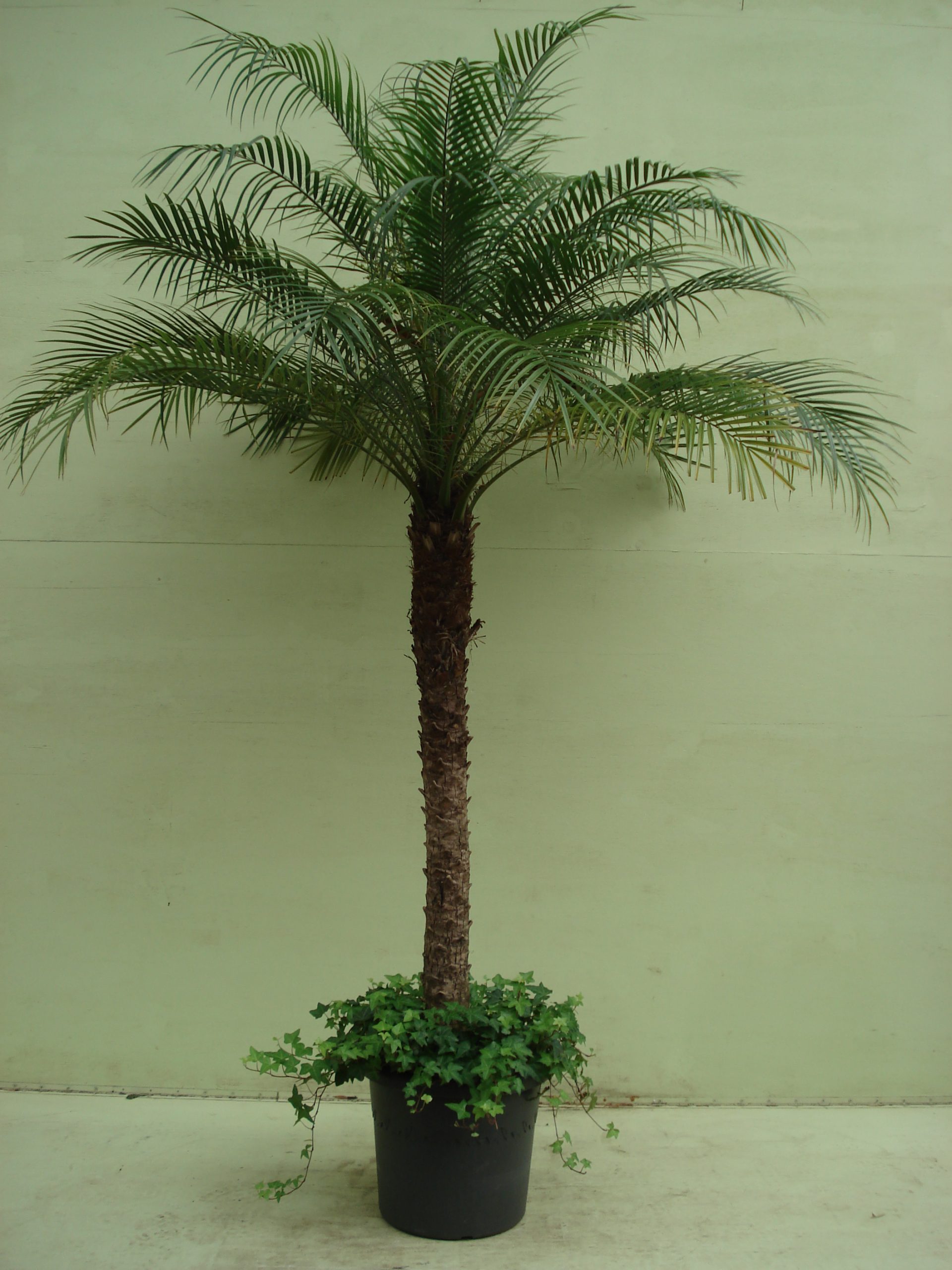 Phoenix Roebelinii ca. 200 m met hedera potmaat 1