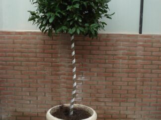 Sierlint voor b.v. Laurier bol