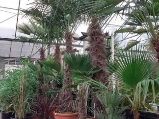 TrachyCarpus Fortunei – 3m50