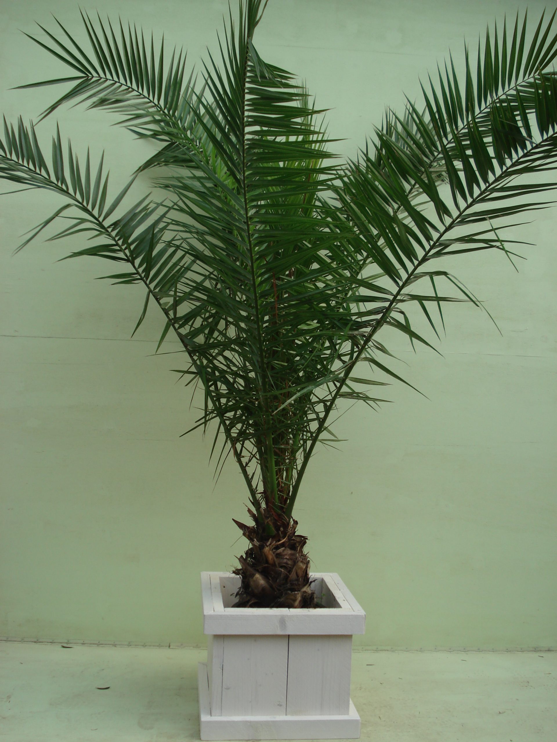 Phoenix Canariënsis ca. 225 m potmaat 3