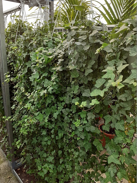 Hangplant - Hedera - Afbeelding 2