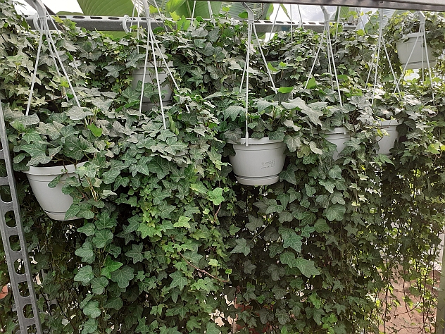 Hangplant - Hedera