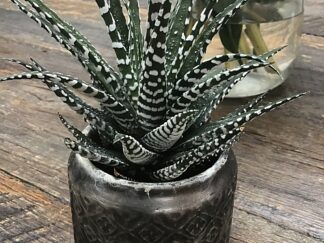 Tafelstukje / Vetplantje met pot