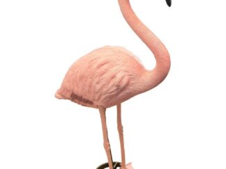 Flamingo Beeld